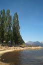 Tall trees and beach