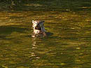 Family of otters in Sardine Lake