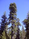 Sierra Buttes from Sand Pond