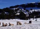 Dog Sledding