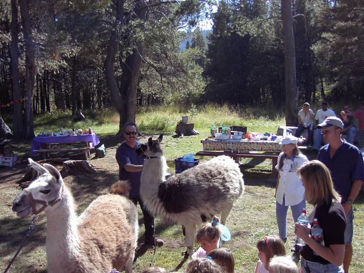 LLamas at Tahoe Paradise Park