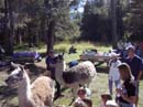 Llamas at Tahoe Paradise Park