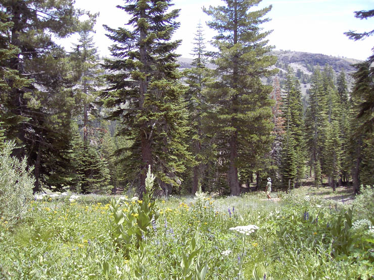 Kirkwood wildflowers
