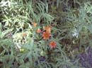Kirkwood Wildflower Festival picture