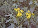 Kirkwood Wildflower Festival picture