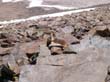 Mount Dana hike