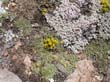 Mount Dana hike