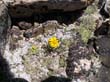Mount Dana hike