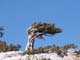 Cool tree