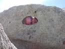 Sedimentary Impregnated Granite