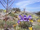 Halls Beardtongue