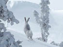 Snowshoe Hare on the way the the top of the line.