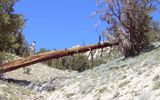 Freel Peak photo
