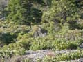 Jobs Peak Photo
