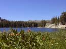 woods-lake
