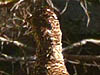 Sierra Grouse