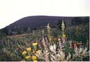 Round Top Gallery photos