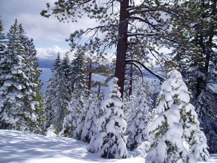 powderdayz