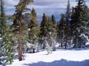 powderdayz