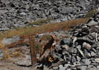 Mount Tallac trail