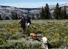 Wildflowers on Mount Tallac