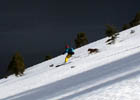 Skier, dog, and Fallen Leaf Lake.