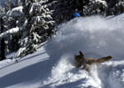 Skier and dog on Mount Tallac