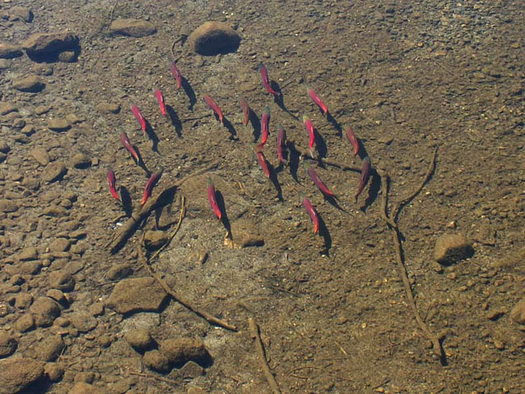 kokanee