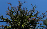 Moss covered tree