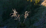 V Tree