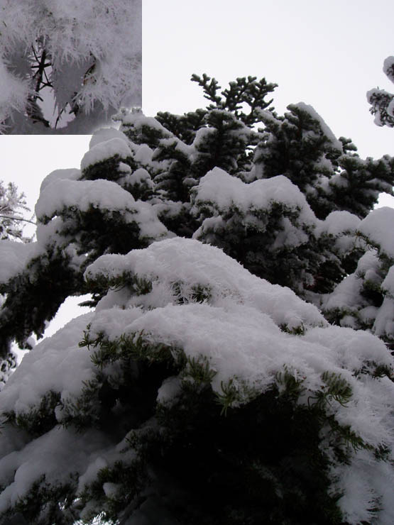 powderdayz
