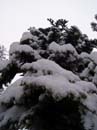 powderdayz