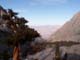 292-lone-pine-tree