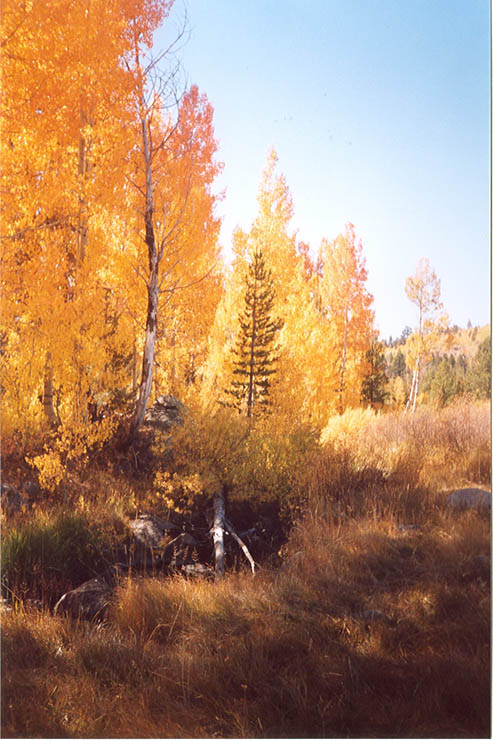 foliage-hope-valley