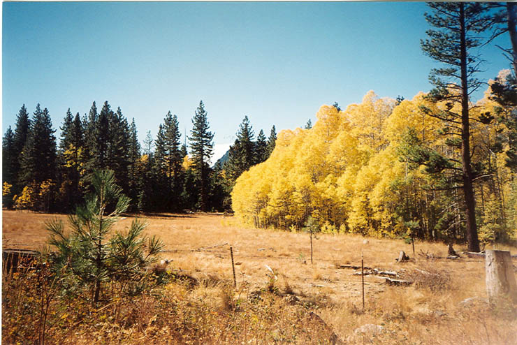 scan0005