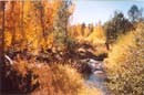 foliage-hope-valley