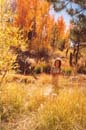 foliage-hope-valley