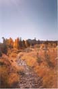 foliage-hope-valley