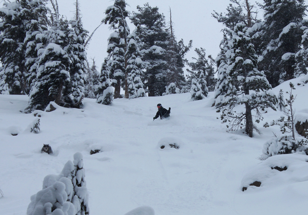 powder skiing