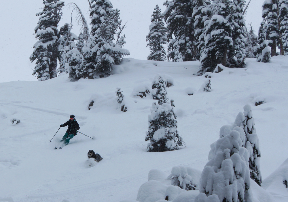 powder skiing