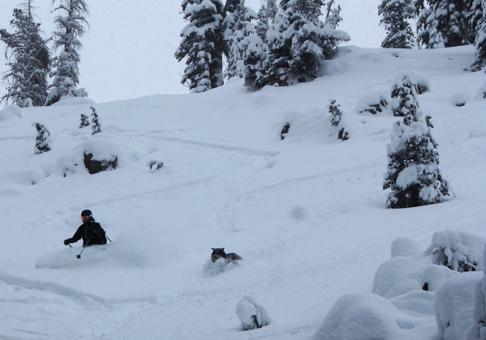 powder skiing