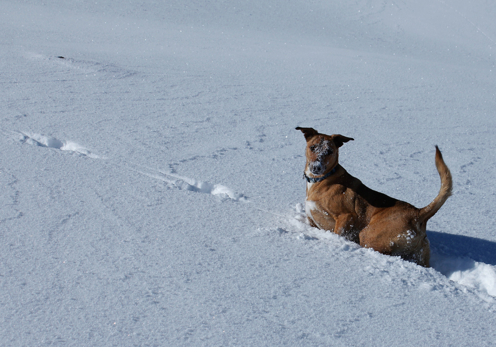 dog hunting wabbit