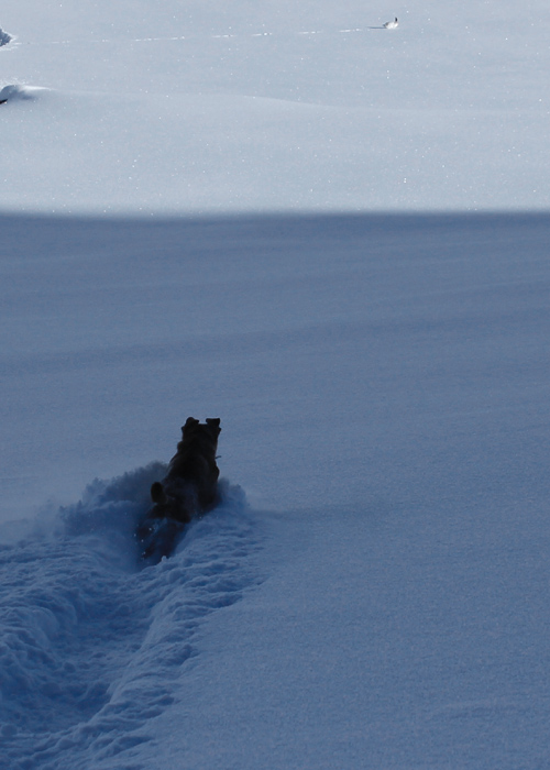 doggie chasing rabbit