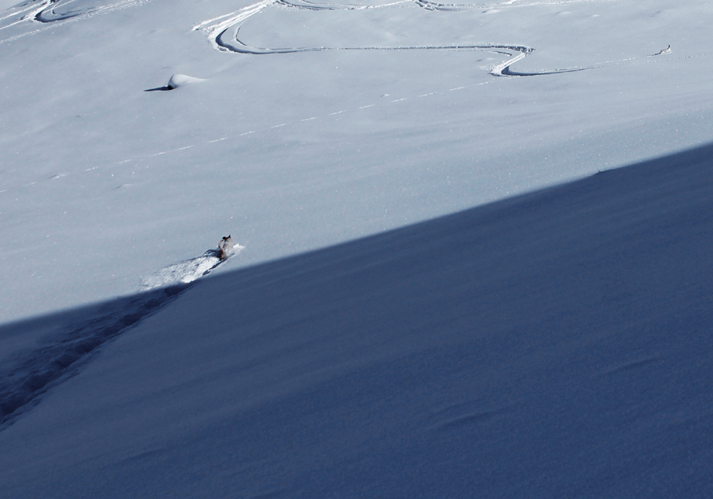 doggie chasing rabbit