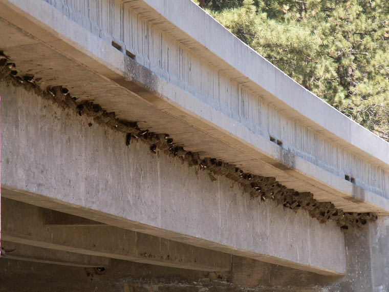 Mud Swallows at Hangman's Bridge