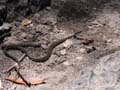 snake