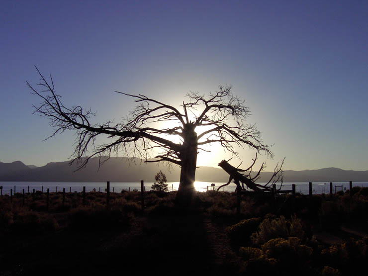 Sun setting behind tree